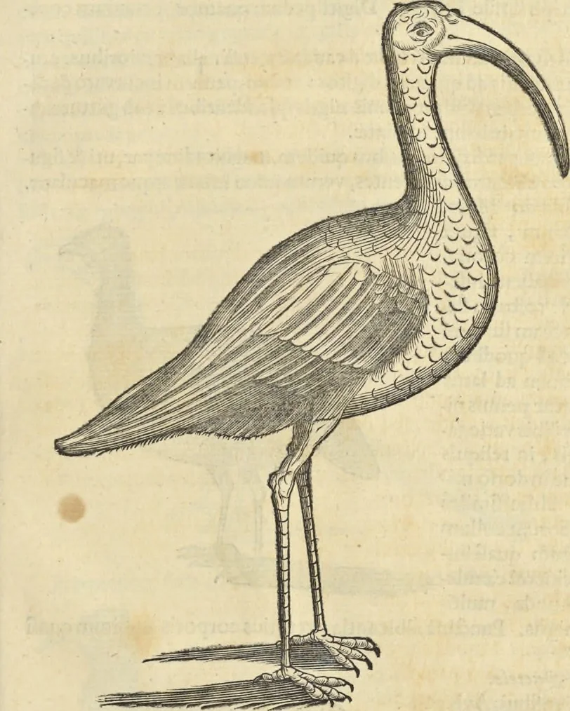 An illustration from Historia naturalis Brasiliae, : auspicio et beneficio illustriss. I. Mauritii Com. Nassau ... adornata : in qua non tantum plantæ et animalia, sed et indigenarum morbi, ingenia et mores describuntur et iconibus supra quingentas illustrantur, 1648, leaf 338