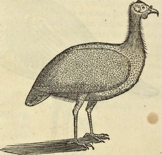 An illustration from Historia naturalis Brasiliae, : auspicio et beneficio illustriss. I. Mauritii Com. Nassau ... adornata : in qua non tantum plantæ et animalia, sed et indigenarum morbi, ingenia et mores describuntur et iconibus supra quingentas illustrantur, 1648, leaf 339