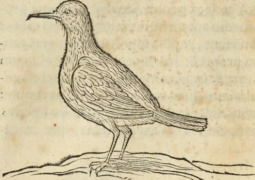An illustration from Historia naturalis Brasiliae, : auspicio et beneficio illustriss. I. Mauritii Com. Nassau ... adornata : in qua non tantum plantæ et animalia, sed et indigenarum morbi, ingenia et mores describuntur et iconibus supra quingentas illustrantur, 1648, leaf 340