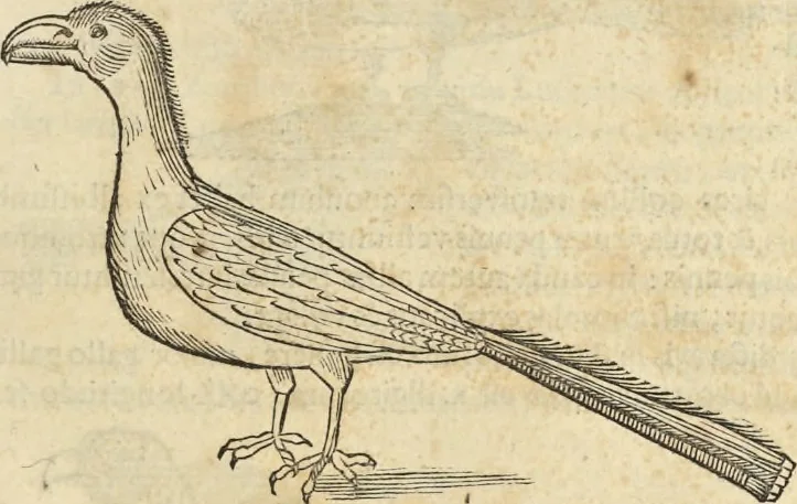 An illustration from Historia naturalis Brasiliae, : auspicio et beneficio illustriss. I. Mauritii Com. Nassau ... adornata : in qua non tantum plantæ et animalia, sed et indigenarum morbi, ingenia et mores describuntur et iconibus supra quingentas illustrantur, 1648, leaf 340