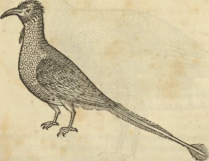 An illustration from Historia naturalis Brasiliae, : auspicio et beneficio illustriss. I. Mauritii Com. Nassau ... adornata : in qua non tantum plantæ et animalia, sed et indigenarum morbi, ingenia et mores describuntur et iconibus supra quingentas illustrantur, 1648, leaf 340