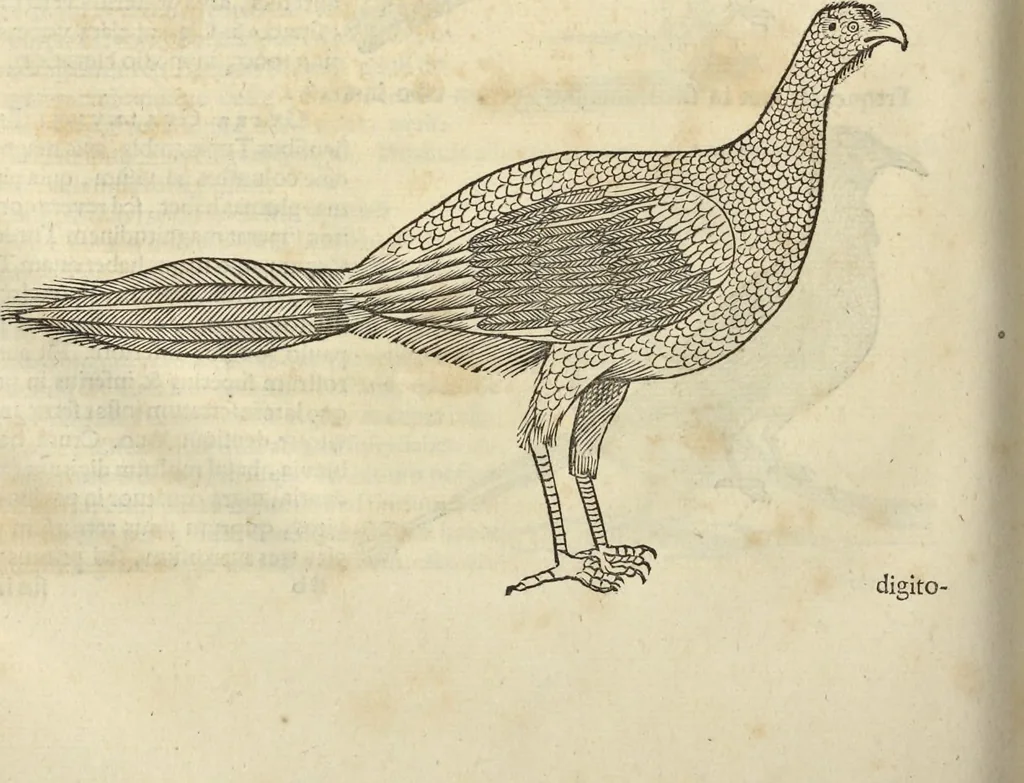 An illustration from Historia naturalis Brasiliae, : auspicio et beneficio illustriss. I. Mauritii Com. Nassau ... adornata : in qua non tantum plantæ et animalia, sed et indigenarum morbi, ingenia et mores describuntur et iconibus supra quingentas illustrantur, 1648, leaf 341