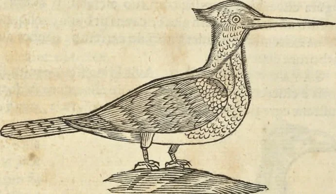 An illustration from Historia naturalis Brasiliae, : auspicio et beneficio illustriss. I. Mauritii Com. Nassau ... adornata : in qua non tantum plantæ et animalia, sed et indigenarum morbi, ingenia et mores describuntur et iconibus supra quingentas illustrantur, 1648, leaf 341