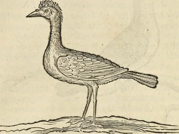 An illustration from Historia naturalis Brasiliae, : auspicio et beneficio illustriss. I. Mauritii Com. Nassau ... adornata : in qua non tantum plantæ et animalia, sed et indigenarum morbi, ingenia et mores describuntur et iconibus supra quingentas illustrantur, 1648, leaf 342