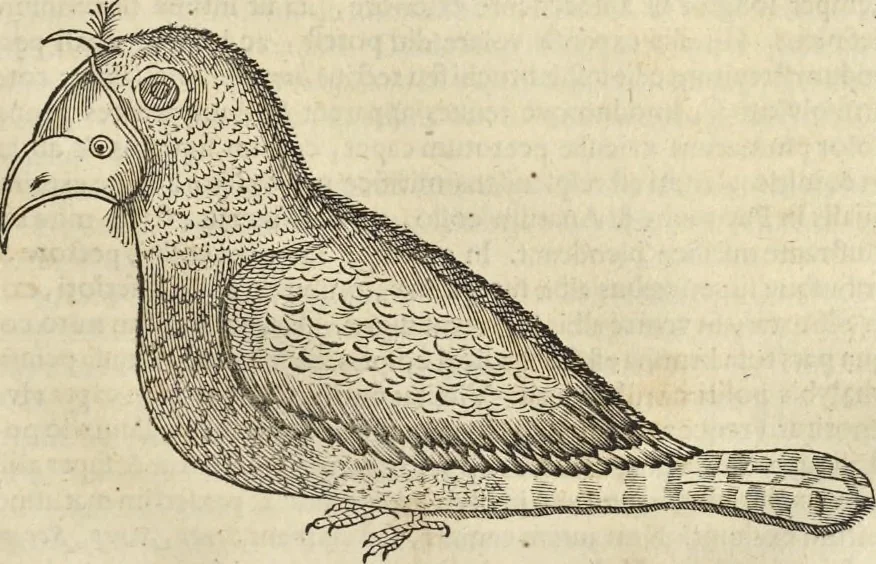 An illustration from Historia naturalis Brasiliae, : auspicio et beneficio illustriss. I. Mauritii Com. Nassau ... adornata : in qua non tantum plantæ et animalia, sed et indigenarum morbi, ingenia et mores describuntur et iconibus supra quingentas illustrantur, 1648, leaf 342