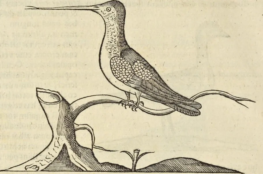 An illustration from Historia naturalis Brasiliae, : auspicio et beneficio illustriss. I. Mauritii Com. Nassau ... adornata : in qua non tantum plantæ et animalia, sed et indigenarum morbi, ingenia et mores describuntur et iconibus supra quingentas illustrantur, 1648, leaf 343