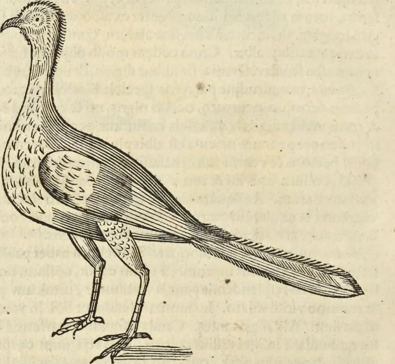 An illustration from Historia naturalis Brasiliae, : auspicio et beneficio illustriss. I. Mauritii Com. Nassau ... adornata : in qua non tantum plantæ et animalia, sed et indigenarum morbi, ingenia et mores describuntur et iconibus supra quingentas illustrantur, 1648, leaf 345