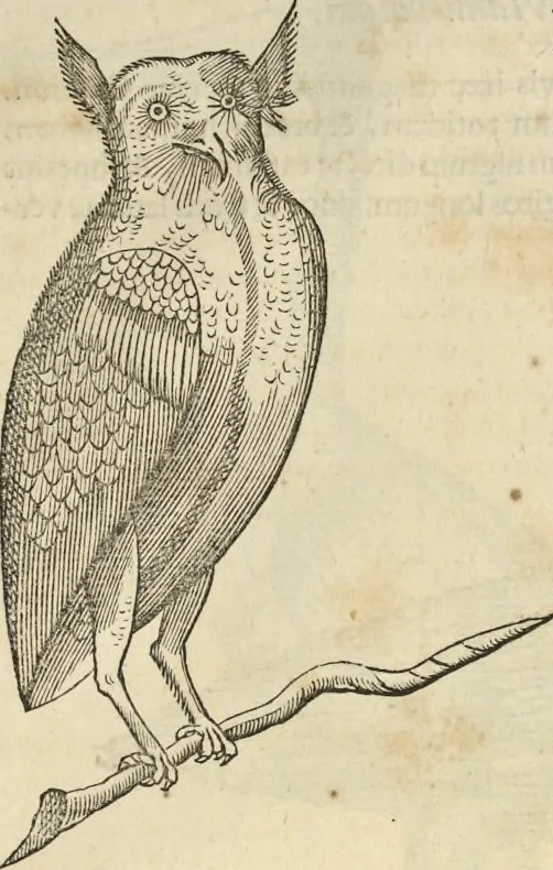 An illustration from Historia naturalis Brasiliae, : auspicio et beneficio illustriss. I. Mauritii Com. Nassau ... adornata : in qua non tantum plantæ et animalia, sed et indigenarum morbi, ingenia et mores describuntur et iconibus supra quingentas illustrantur, 1648, leaf 346