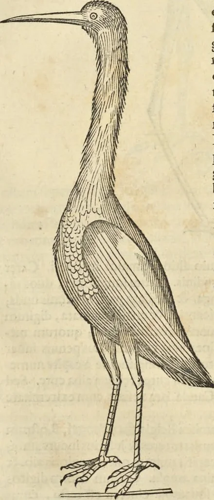An illustration from Historia naturalis Brasiliae, : auspicio et beneficio illustriss. I. Mauritii Com. Nassau ... adornata : in qua non tantum plantæ et animalia, sed et indigenarum morbi, ingenia et mores describuntur et iconibus supra quingentas illustrantur, 1648, leaf 346