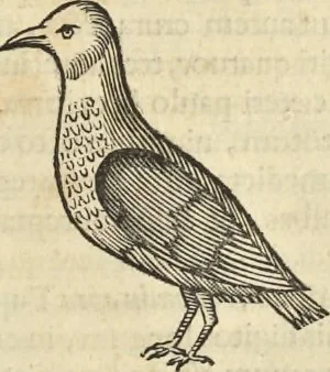 An illustration from Historia naturalis Brasiliae, : auspicio et beneficio illustriss. I. Mauritii Com. Nassau ... adornata : in qua non tantum plantæ et animalia, sed et indigenarum morbi, ingenia et mores describuntur et iconibus supra quingentas illustrantur, 1648, leaf 346
