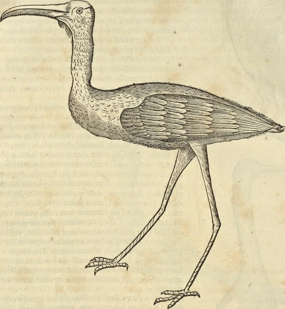 An illustration from Historia naturalis Brasiliae, : auspicio et beneficio illustriss. I. Mauritii Com. Nassau ... adornata : in qua non tantum plantæ et animalia, sed et indigenarum morbi, ingenia et mores describuntur et iconibus supra quingentas illustrantur, 1648, leaf 347