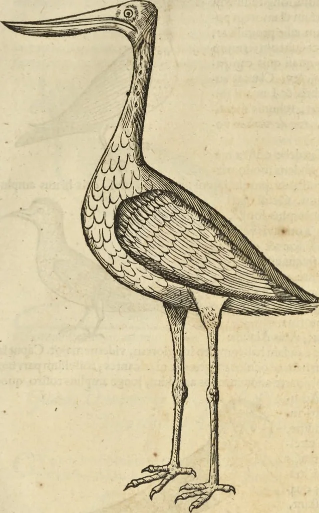 An illustration from Historia naturalis Brasiliae, : auspicio et beneficio illustriss. I. Mauritii Com. Nassau ... adornata : in qua non tantum plantæ et animalia, sed et indigenarum morbi, ingenia et mores describuntur et iconibus supra quingentas illustrantur, 1648, leaf 348