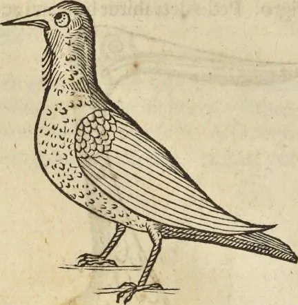 An illustration from Historia naturalis Brasiliae, : auspicio et beneficio illustriss. I. Mauritii Com. Nassau ... adornata : in qua non tantum plantæ et animalia, sed et indigenarum morbi, ingenia et mores describuntur et iconibus supra quingentas illustrantur, 1648, leaf 349