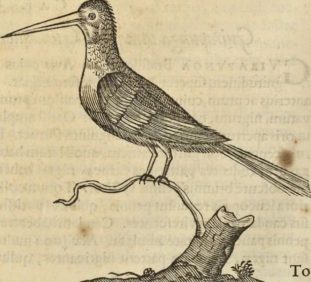 An illustration from Historia naturalis Brasiliae, : auspicio et beneficio illustriss. I. Mauritii Com. Nassau ... adornata : in qua non tantum plantæ et animalia, sed et indigenarum morbi, ingenia et mores describuntur et iconibus supra quingentas illustrantur, 1648, leaf 349