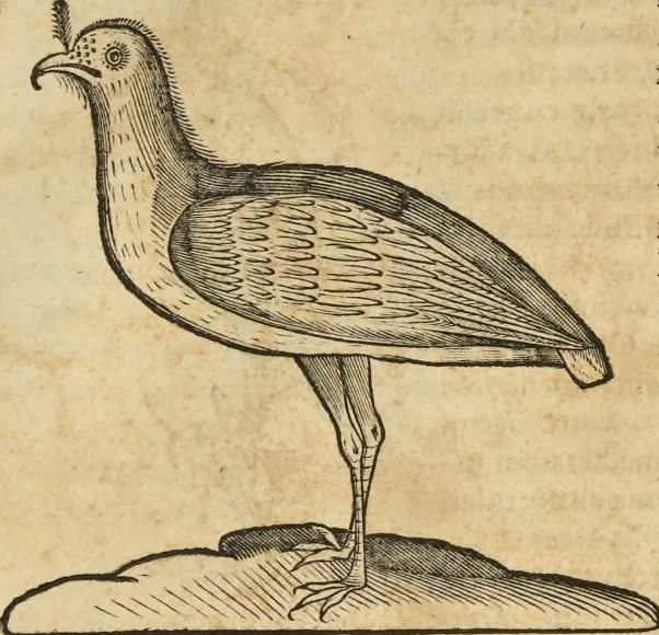 An illustration from Historia naturalis Brasiliae, : auspicio et beneficio illustriss. I. Mauritii Com. Nassau ... adornata : in qua non tantum plantæ et animalia, sed et indigenarum morbi, ingenia et mores describuntur et iconibus supra quingentas illustrantur, 1648, leaf 350