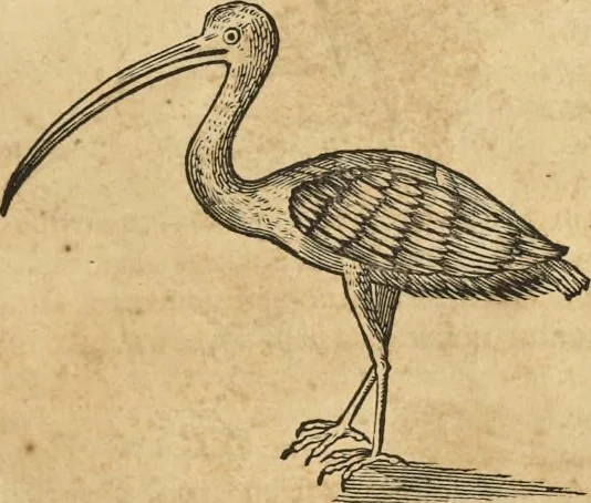 An illustration from Historia naturalis Brasiliae, : auspicio et beneficio illustriss. I. Mauritii Com. Nassau ... adornata : in qua non tantum plantæ et animalia, sed et indigenarum morbi, ingenia et mores describuntur et iconibus supra quingentas illustrantur, 1648, leaf 350
