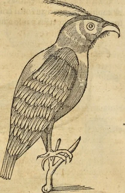 An illustration from Historia naturalis Brasiliae, : auspicio et beneficio illustriss. I. Mauritii Com. Nassau ... adornata : in qua non tantum plantæ et animalia, sed et indigenarum morbi, ingenia et mores describuntur et iconibus supra quingentas illustrantur, 1648, leaf 351