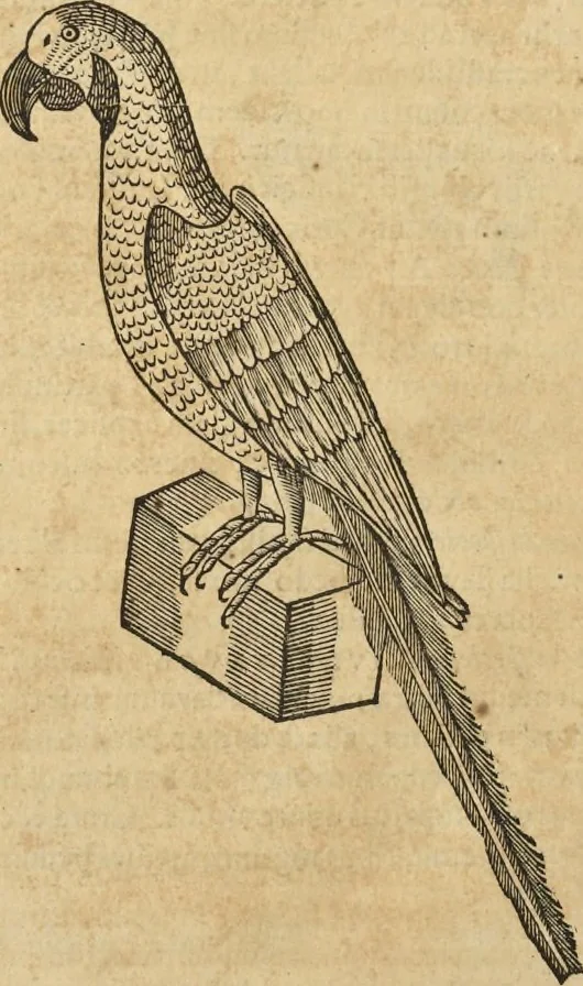 An illustration from Historia naturalis Brasiliae, : auspicio et beneficio illustriss. I. Mauritii Com. Nassau ... adornata : in qua non tantum plantæ et animalia, sed et indigenarum morbi, ingenia et mores describuntur et iconibus supra quingentas illustrantur, 1648, leaf 353