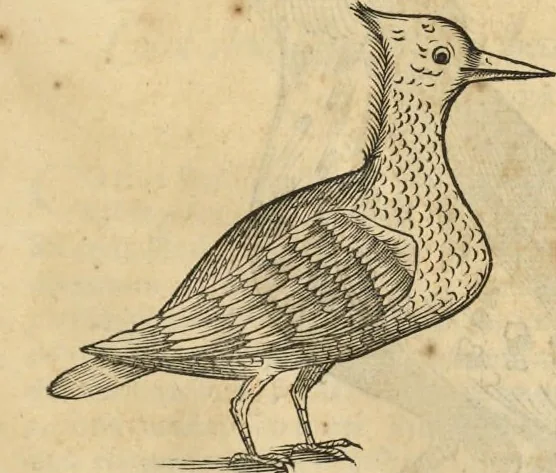 An illustration from Historia naturalis Brasiliae, : auspicio et beneficio illustriss. I. Mauritii Com. Nassau ... adornata : in qua non tantum plantæ et animalia, sed et indigenarum morbi, ingenia et mores describuntur et iconibus supra quingentas illustrantur, 1648, leaf 354