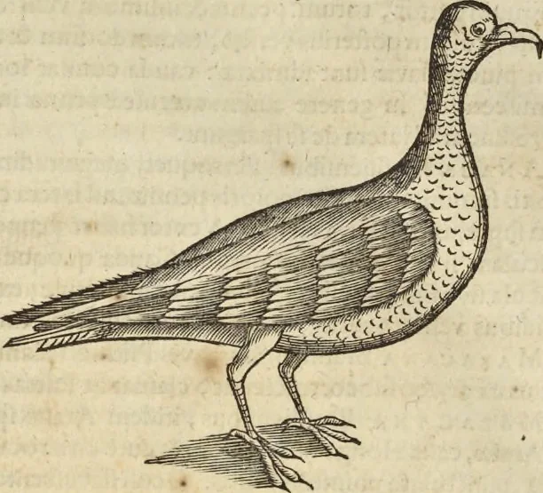 An illustration from Historia naturalis Brasiliae, : auspicio et beneficio illustriss. I. Mauritii Com. Nassau ... adornata : in qua non tantum plantæ et animalia, sed et indigenarum morbi, ingenia et mores describuntur et iconibus supra quingentas illustrantur, 1648, leaf 355