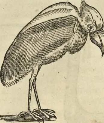 An illustration from Historia naturalis Brasiliae, : auspicio et beneficio illustriss. I. Mauritii Com. Nassau ... adornata : in qua non tantum plantæ et animalia, sed et indigenarum morbi, ingenia et mores describuntur et iconibus supra quingentas illustrantur, 1648, leaf 356