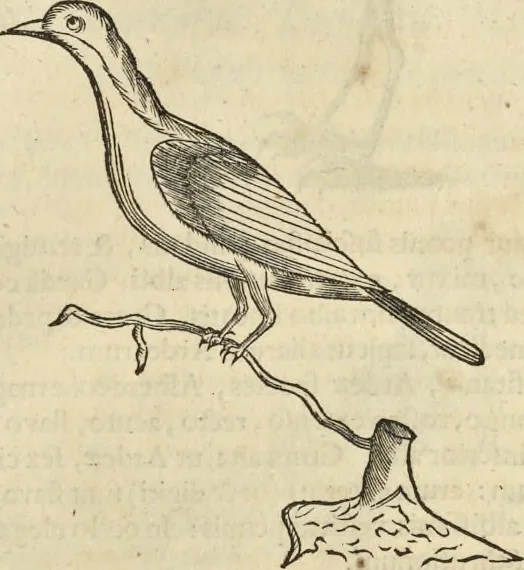 An illustration from Historia naturalis Brasiliae, : auspicio et beneficio illustriss. I. Mauritii Com. Nassau ... adornata : in qua non tantum plantæ et animalia, sed et indigenarum morbi, ingenia et mores describuntur et iconibus supra quingentas illustrantur, 1648, leaf 356