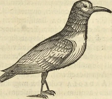 An illustration from Historia naturalis Brasiliae, : auspicio et beneficio illustriss. I. Mauritii Com. Nassau ... adornata : in qua non tantum plantæ et animalia, sed et indigenarum morbi, ingenia et mores describuntur et iconibus supra quingentas illustrantur, 1648, leaf 356