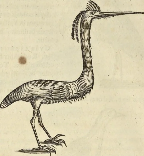 An illustration from Historia naturalis Brasiliae, : auspicio et beneficio illustriss. I. Mauritii Com. Nassau ... adornata : in qua non tantum plantæ et animalia, sed et indigenarum morbi, ingenia et mores describuntur et iconibus supra quingentas illustrantur, 1648, leaf 357