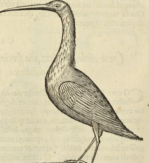 An illustration from Historia naturalis Brasiliae, : auspicio et beneficio illustriss. I. Mauritii Com. Nassau ... adornata : in qua non tantum plantæ et animalia, sed et indigenarum morbi, ingenia et mores describuntur et iconibus supra quingentas illustrantur, 1648, leaf 357
