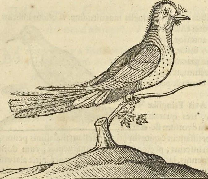 An illustration from Historia naturalis Brasiliae, : auspicio et beneficio illustriss. I. Mauritii Com. Nassau ... adornata : in qua non tantum plantæ et animalia, sed et indigenarum morbi, ingenia et mores describuntur et iconibus supra quingentas illustrantur, 1648, leaf 358