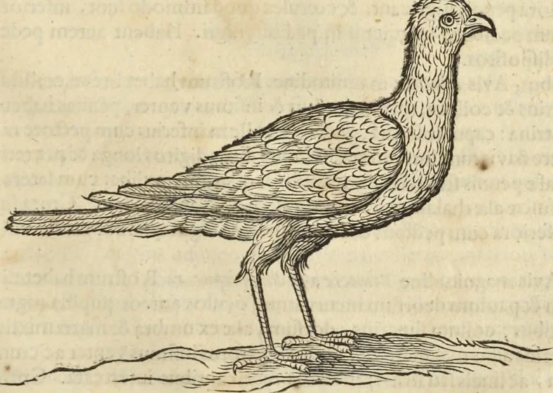 An illustration from Historia naturalis Brasiliae, : auspicio et beneficio illustriss. I. Mauritii Com. Nassau ... adornata : in qua non tantum plantæ et animalia, sed et indigenarum morbi, ingenia et mores describuntur et iconibus supra quingentas illustrantur, 1648, leaf 358