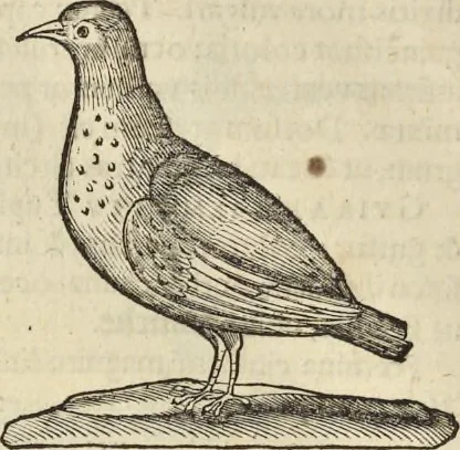 An illustration from Historia naturalis Brasiliae, : auspicio et beneficio illustriss. I. Mauritii Com. Nassau ... adornata : in qua non tantum plantæ et animalia, sed et indigenarum morbi, ingenia et mores describuntur et iconibus supra quingentas illustrantur, 1648, leaf 359