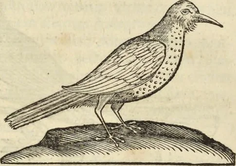 An illustration from Historia naturalis Brasiliae, : auspicio et beneficio illustriss. I. Mauritii Com. Nassau ... adornata : in qua non tantum plantæ et animalia, sed et indigenarum morbi, ingenia et mores describuntur et iconibus supra quingentas illustrantur, 1648, leaf 359