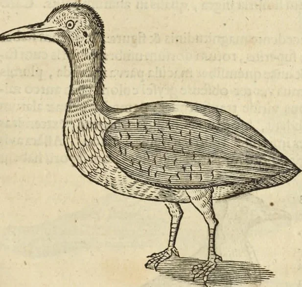 An illustration from Historia naturalis Brasiliae, : auspicio et beneficio illustriss. I. Mauritii Com. Nassau ... adornata : in qua non tantum plantæ et animalia, sed et indigenarum morbi, ingenia et mores describuntur et iconibus supra quingentas illustrantur, 1648, leaf 360