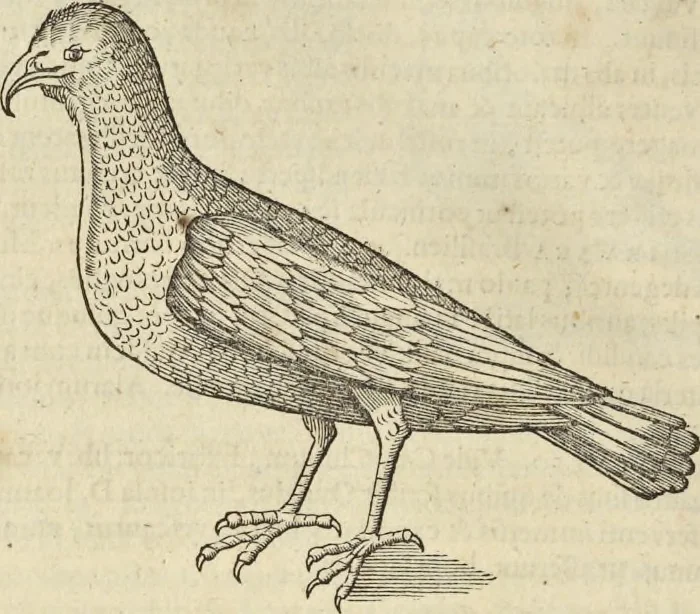 An illustration from Historia naturalis Brasiliae, : auspicio et beneficio illustriss. I. Mauritii Com. Nassau ... adornata : in qua non tantum plantæ et animalia, sed et indigenarum morbi, ingenia et mores describuntur et iconibus supra quingentas illustrantur, 1648, leaf 361
