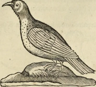 An illustration from Historia naturalis Brasiliae, : auspicio et beneficio illustriss. I. Mauritii Com. Nassau ... adornata : in qua non tantum plantæ et animalia, sed et indigenarum morbi, ingenia et mores describuntur et iconibus supra quingentas illustrantur, 1648, leaf 362