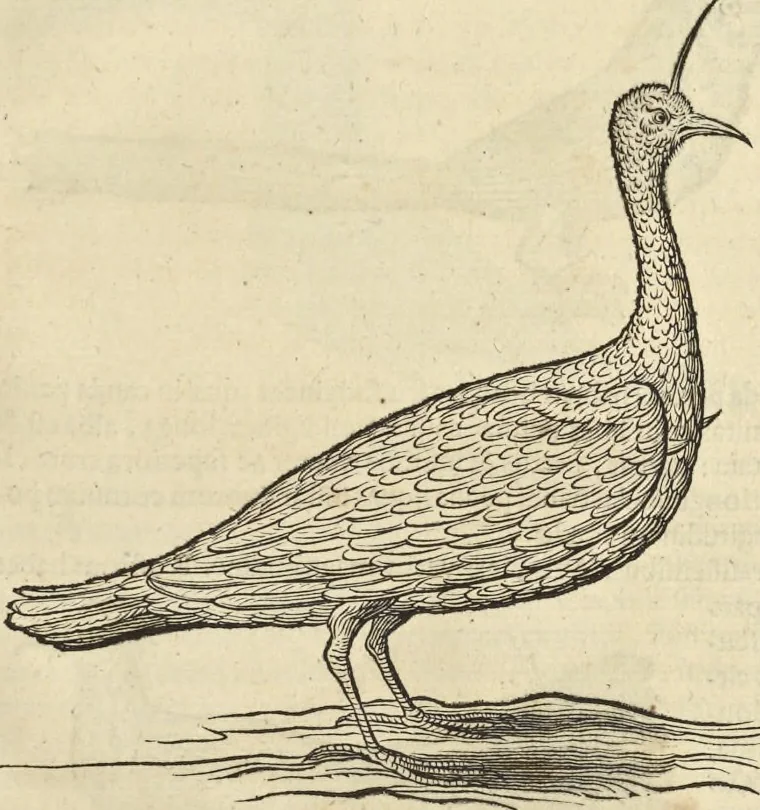 An illustration from Historia naturalis Brasiliae, : auspicio et beneficio illustriss. I. Mauritii Com. Nassau ... adornata : in qua non tantum plantæ et animalia, sed et indigenarum morbi, ingenia et mores describuntur et iconibus supra quingentas illustrantur, 1648, leaf 362
