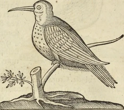 An illustration from Historia naturalis Brasiliae, : auspicio et beneficio illustriss. I. Mauritii Com. Nassau ... adornata : in qua non tantum plantæ et animalia, sed et indigenarum morbi, ingenia et mores describuntur et iconibus supra quingentas illustrantur, 1648, leaf 363