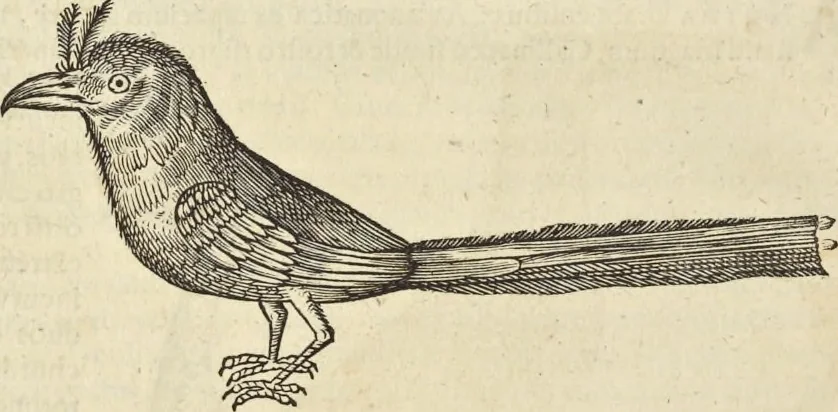 An illustration from Historia naturalis Brasiliae, : auspicio et beneficio illustriss. I. Mauritii Com. Nassau ... adornata : in qua non tantum plantæ et animalia, sed et indigenarum morbi, ingenia et mores describuntur et iconibus supra quingentas illustrantur, 1648, leaf 363