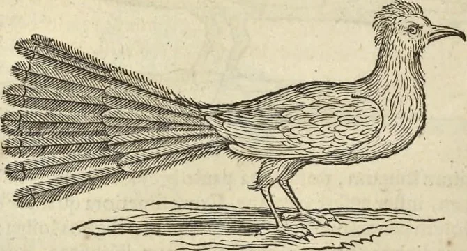 An illustration from Historia naturalis Brasiliae, : auspicio et beneficio illustriss. I. Mauritii Com. Nassau ... adornata : in qua non tantum plantæ et animalia, sed et indigenarum morbi, ingenia et mores describuntur et iconibus supra quingentas illustrantur, 1648, leaf 363