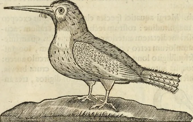 An illustration from Historia naturalis Brasiliae, : auspicio et beneficio illustriss. I. Mauritii Com. Nassau ... adornata : in qua non tantum plantæ et animalia, sed et indigenarum morbi, ingenia et mores describuntur et iconibus supra quingentas illustrantur, 1648, leaf 364