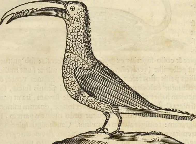 An illustration from Historia naturalis Brasiliae, : auspicio et beneficio illustriss. I. Mauritii Com. Nassau ... adornata : in qua non tantum plantæ et animalia, sed et indigenarum morbi, ingenia et mores describuntur et iconibus supra quingentas illustrantur, 1648, leaf 364