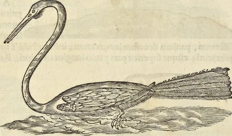 An illustration from Historia naturalis Brasiliae, : auspicio et beneficio illustriss. I. Mauritii Com. Nassau ... adornata : in qua non tantum plantæ et animalia, sed et indigenarum morbi, ingenia et mores describuntur et iconibus supra quingentas illustrantur, 1648, leaf 365