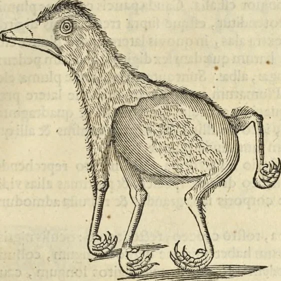 An illustration from Historia naturalis Brasiliae, : auspicio et beneficio illustriss. I. Mauritii Com. Nassau ... adornata : in qua non tantum plantæ et animalia, sed et indigenarum morbi, ingenia et mores describuntur et iconibus supra quingentas illustrantur, 1648, leaf 366