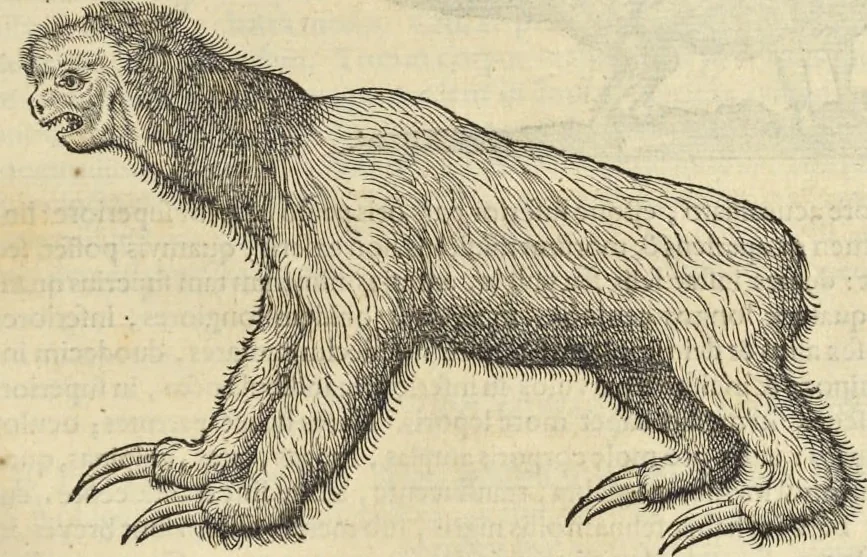 An illustration from Historia naturalis Brasiliae, : auspicio et beneficio illustriss. I. Mauritii Com. Nassau ... adornata : in qua non tantum plantæ et animalia, sed et indigenarum morbi, ingenia et mores describuntur et iconibus supra quingentas illustrantur, 1648, leaf 368