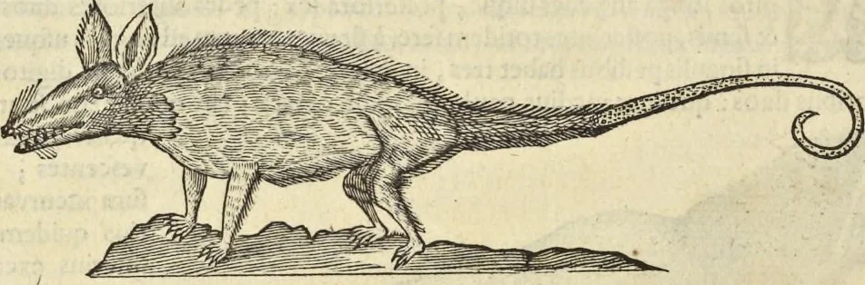 An illustration from Historia naturalis Brasiliae, : auspicio et beneficio illustriss. I. Mauritii Com. Nassau ... adornata : in qua non tantum plantæ et animalia, sed et indigenarum morbi, ingenia et mores describuntur et iconibus supra quingentas illustrantur, 1648, leaf 369