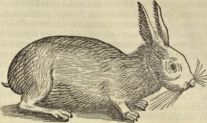 An illustration from Historia naturalis Brasiliae, : auspicio et beneficio illustriss. I. Mauritii Com. Nassau ... adornata : in qua non tantum plantæ et animalia, sed et indigenarum morbi, ingenia et mores describuntur et iconibus supra quingentas illustrantur, 1648, leaf 371
