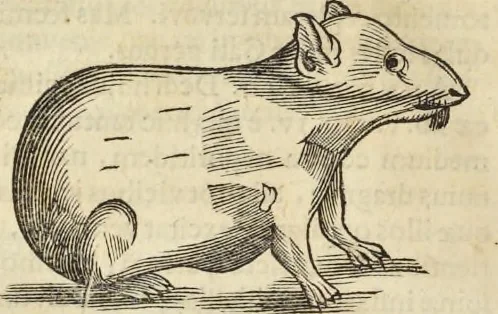 An illustration from Historia naturalis Brasiliae, : auspicio et beneficio illustriss. I. Mauritii Com. Nassau ... adornata : in qua non tantum plantæ et animalia, sed et indigenarum morbi, ingenia et mores describuntur et iconibus supra quingentas illustrantur, 1648, leaf 371