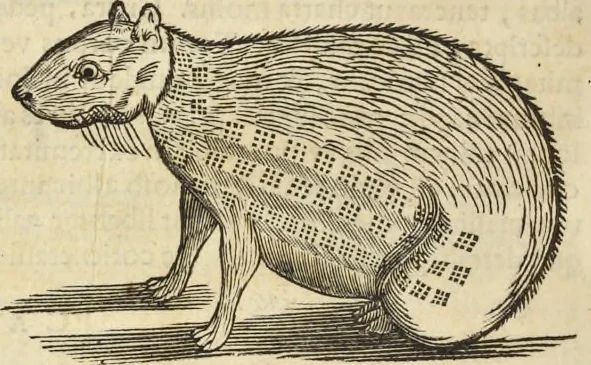 An illustration from Historia naturalis Brasiliae, : auspicio et beneficio illustriss. I. Mauritii Com. Nassau ... adornata : in qua non tantum plantæ et animalia, sed et indigenarum morbi, ingenia et mores describuntur et iconibus supra quingentas illustrantur, 1648, leaf 371