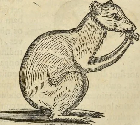 An illustration from Historia naturalis Brasiliae, : auspicio et beneficio illustriss. I. Mauritii Com. Nassau ... adornata : in qua non tantum plantæ et animalia, sed et indigenarum morbi, ingenia et mores describuntur et iconibus supra quingentas illustrantur, 1648, leaf 371
